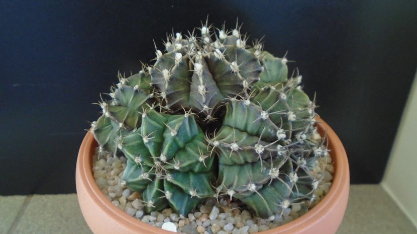 Gymnocalycium friedrichii (stenopleurum), colonie - Cactusi 2020 Gymnocalycium