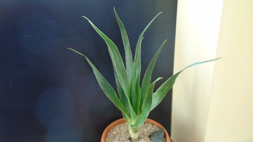 Dracaena draco (Insulele Canare) - Agave - Yucca si Dracaena 2020