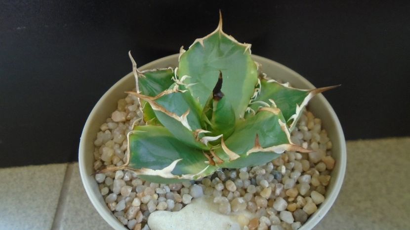 Agave titanota f. aureomarginata - Agave - Yucca si Dracaena 2020