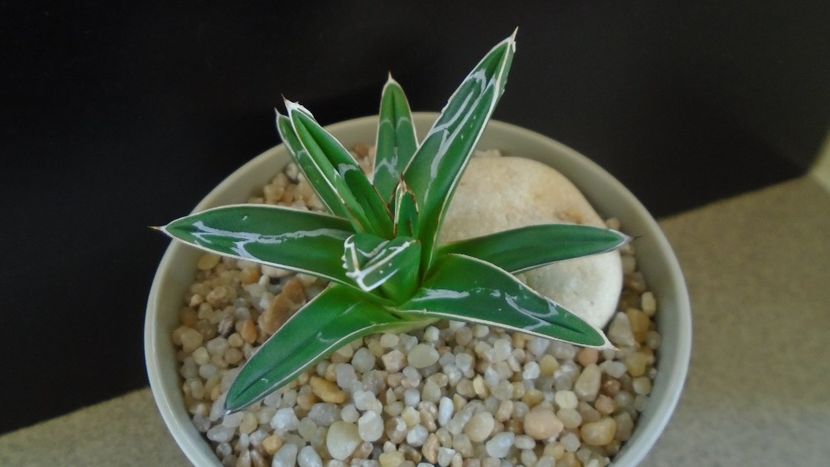 Agave victoriae-reginae - Agave - Yucca si Dracaena 2020