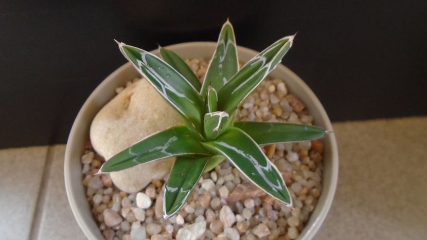 Agave victoriae-reginae - Agave - Yucca si Dracaena 2020