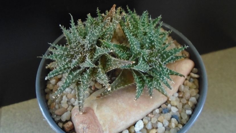 Aloe cv. Pepe - Suculente 2020