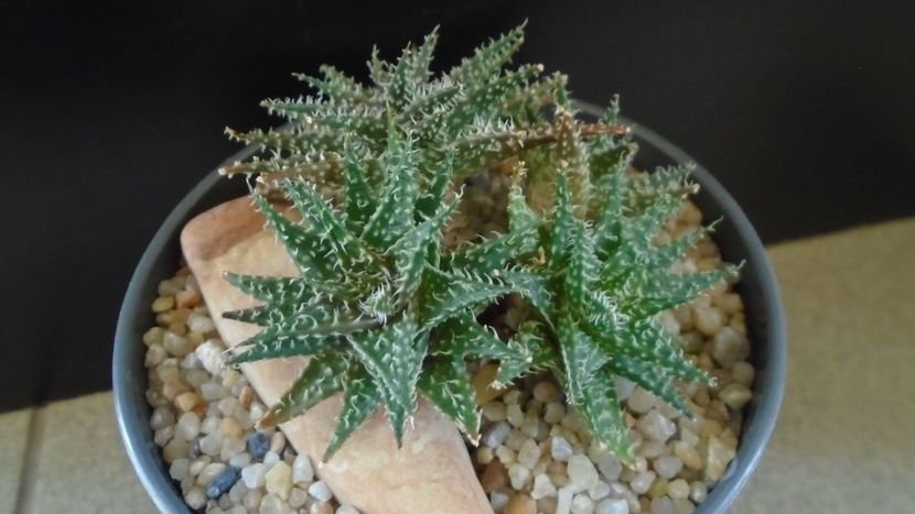 Aloe cv. Pepe - Suculente 2020