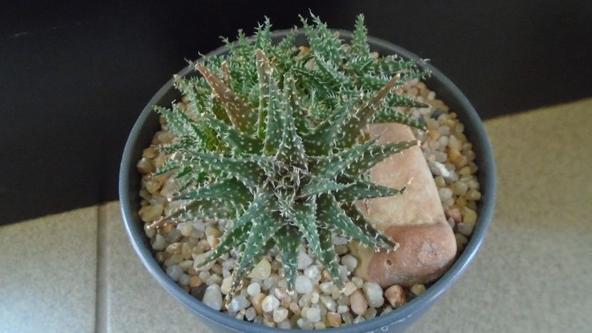 Aloe cv. Pepe - Suculente 2020