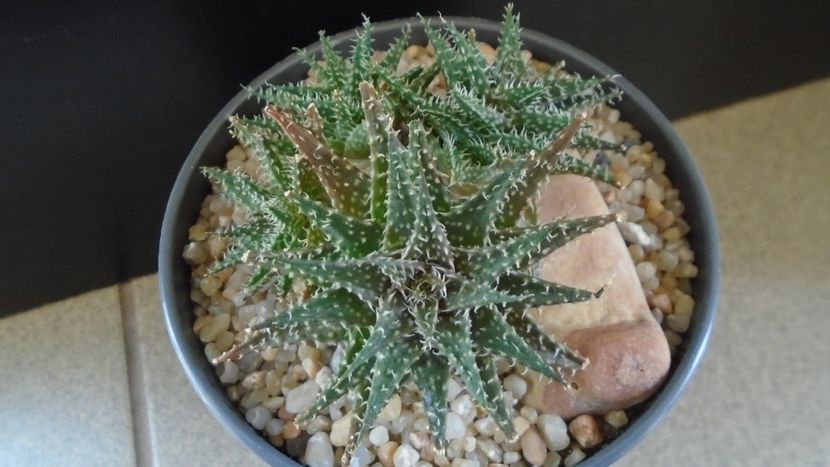 Aloe cv. Pepe - Suculente 2020