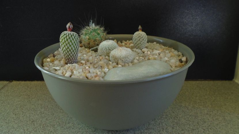 Grup de 5 cactusi - Cactusi 2020 evolutie