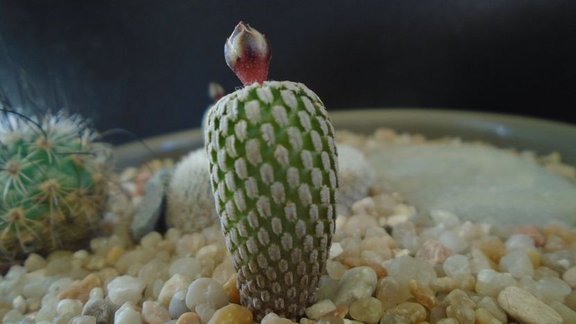 Turbinicarpus pseudopectinatus - Cactusi 2020 evolutie