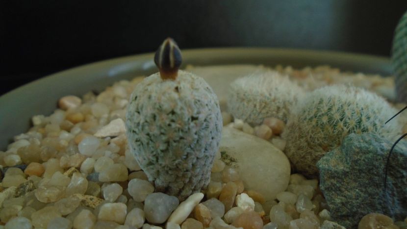 Turbinicarpus valdezianus - Cactusi 2020 evolutie