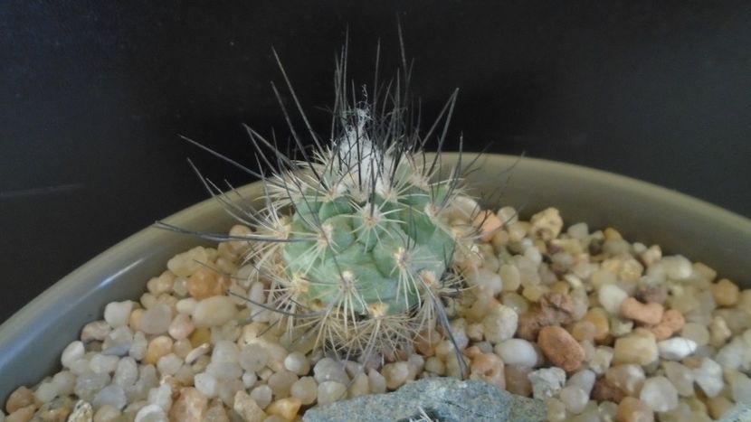 Turbinicarpus viereckii - Cactusi 2020 evolutie