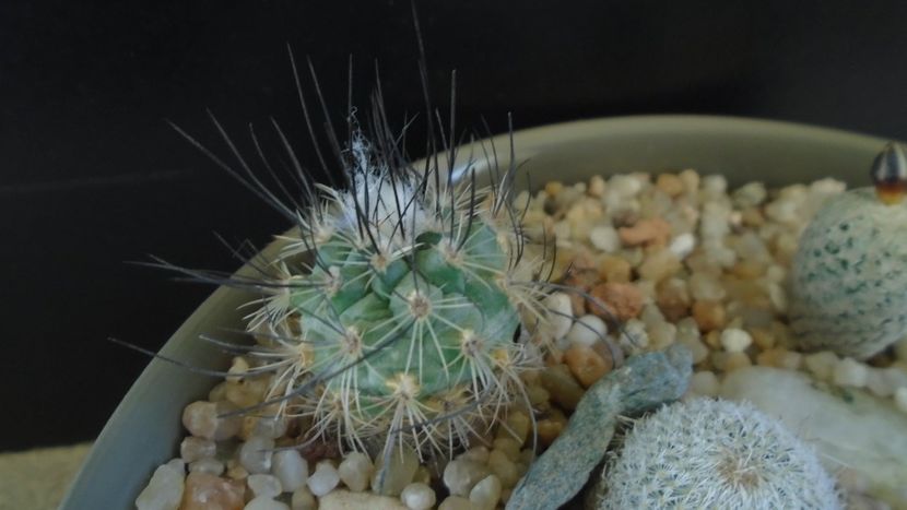 Turbinicarpus viereckii - Cactusi 2020 evolutie