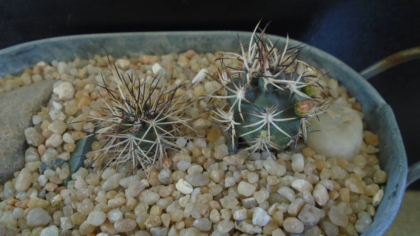 Echinocereus davisi brevispinus & Echinocereus davisi - Cactusi 2020 evolutie