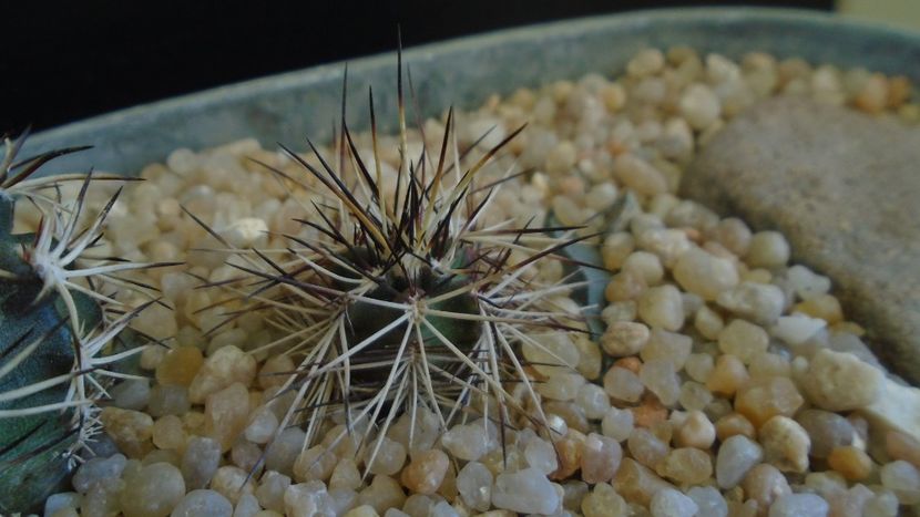 Echinocereus davisi - Cactusi 2020 evolutie