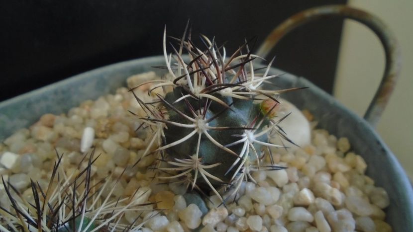 Echinocereus davisi brevispinus - Cactusi 2020 evolutie