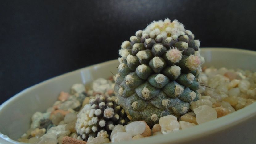 Copiapoa humilis ssp. tenuissima f. monstruosa - Cactusi 2020 evolutie