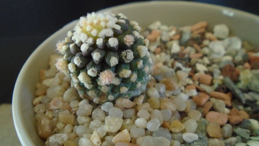 Copiapoa humilis ssp. tenuissima f. monstruosa - Cactusi 2020 evolutie