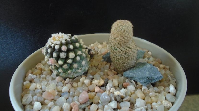 Thelocephala (Eriosyce) napina v. duripulpa & Copiapoa humilis ssp. tenuissima f. monstruosa - Cactusi 2020 evolutie