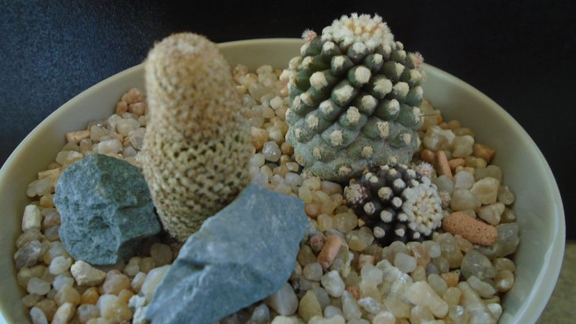 Thelocephala (Eriosyce) napina v. duripulpa & Copiapoa humilis ssp. tenuissima f. monstruosa - Cactusi 2020 evolutie