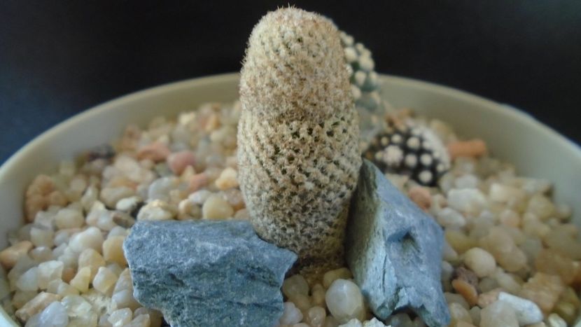 Thelocephala (Eriosyce) napina v. duripulpa - Cactusi 2020 evolutie