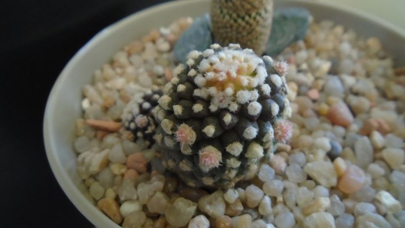 Copiapoa humilis ssp. tenuissima f. monstruosa - Cactusi 2020 evolutie