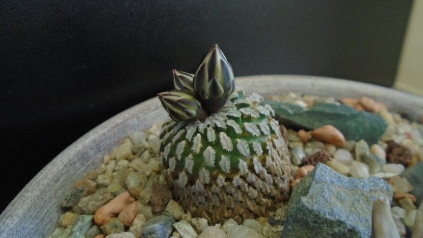 Turbinicarpus pseudopectinatus - Cactusi 2020 evolutie