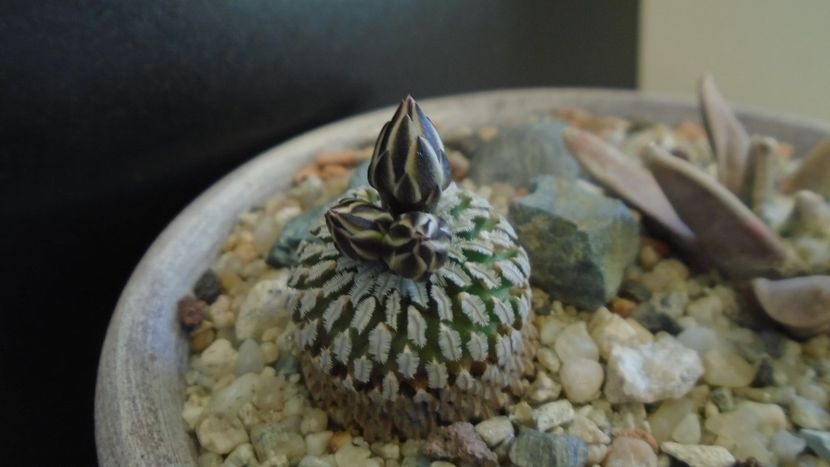 Turbinicarpus pseudopectinatus - Cactusi 2020 evolutie