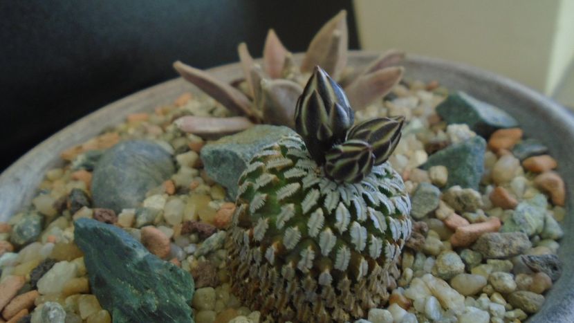 Turbinicarpus pseudopectinatus - Cactusi 2020 evolutie