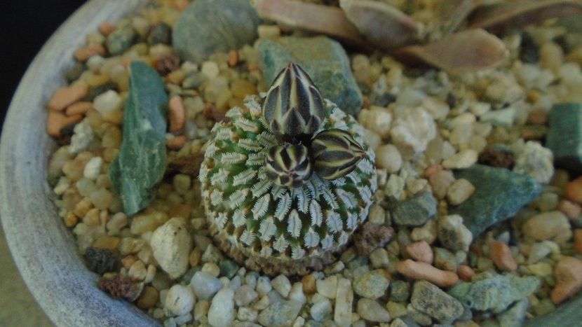 Turbinicarpus pseudopectinatus - Cactusi 2020 evolutie