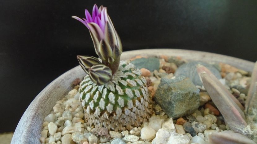 Turbinicarpus pseudopectinatus - Cactusi 2020 evolutie