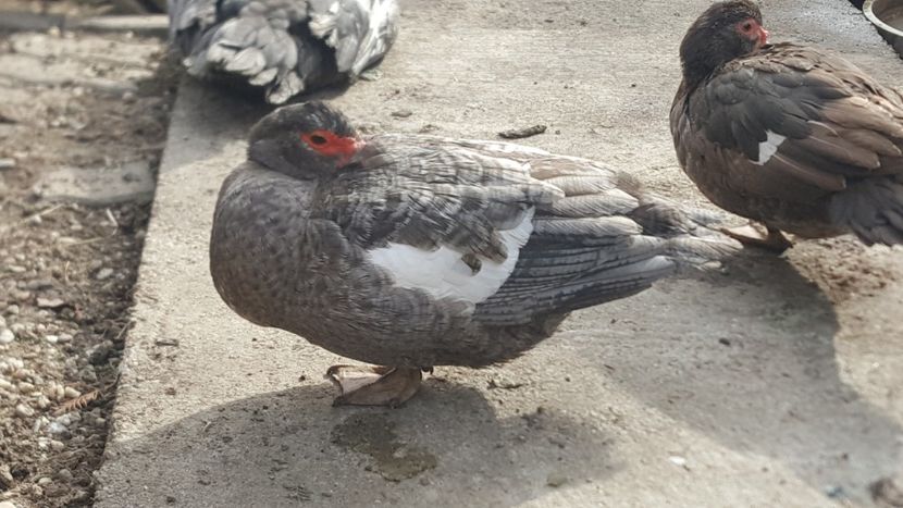 Dark ripple F - 0001 rate lesesti matca 2020 lot 2