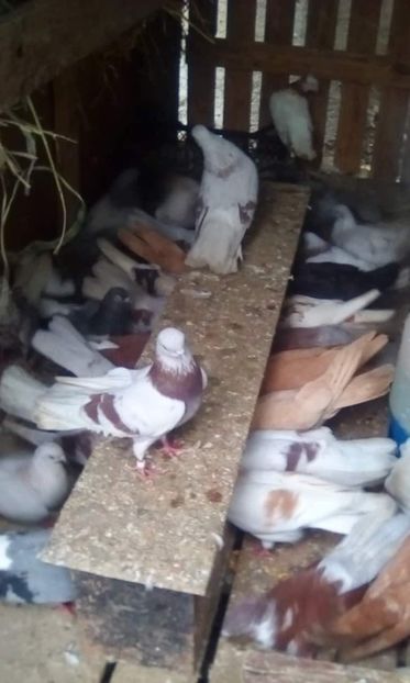 received_2287923234793495 - 3-Bujori