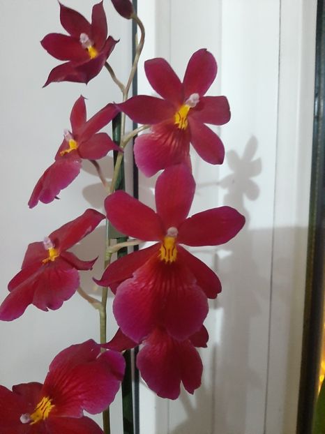 Beallara Tropic Lily - cambria