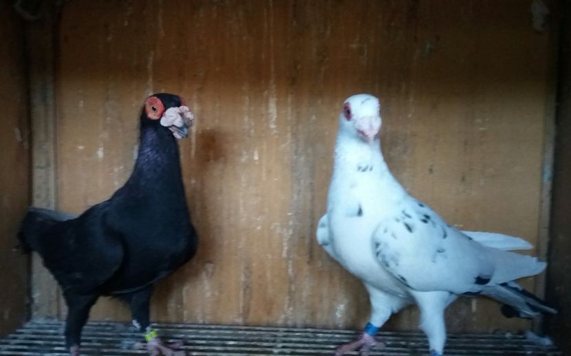 20200222_170823-1 - BERBERI INDIAN