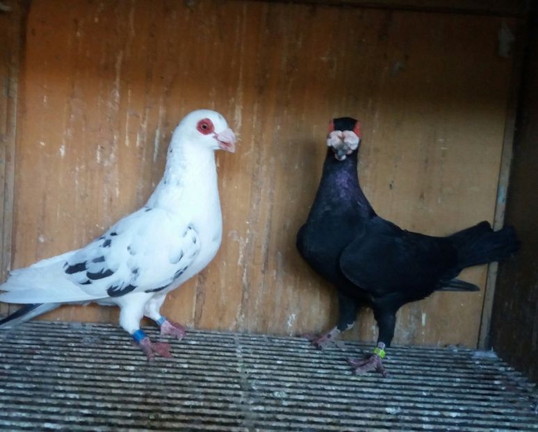 20200222_170758(0)-1 - BERBERI INDIAN