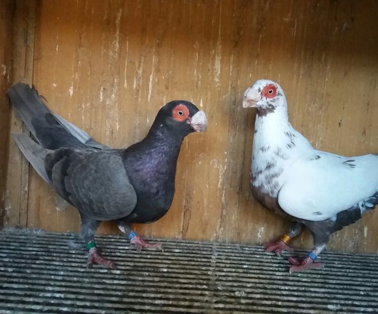 20200222_170439-1 - BERBERI INDIAN