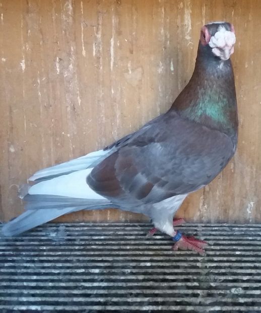 20200222_165427-1 - BERBERI INDIAN