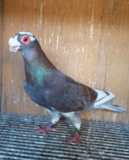 20200222_165412-1 - BERBERI INDIAN