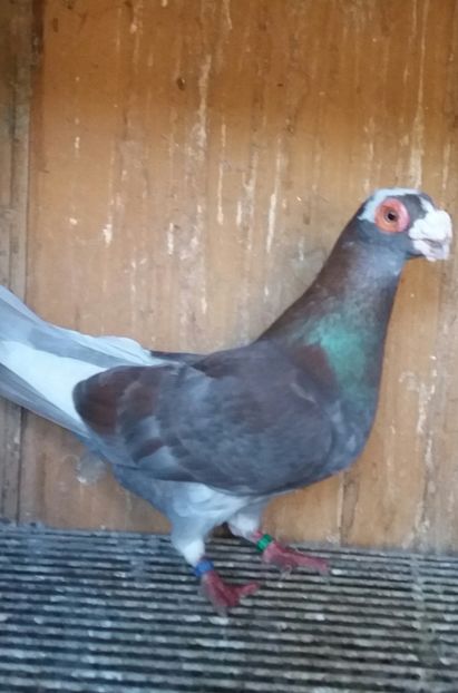 20200222_165357-1 - BERBERI INDIAN