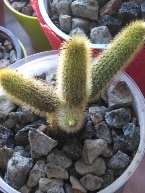 cactus-2 - suculente si cactusi