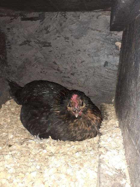  - Gaini pitice pentru 2020