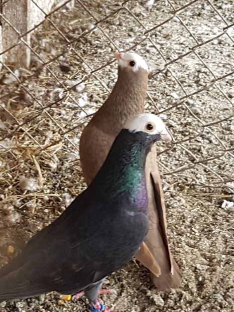  - Jucători de Baska