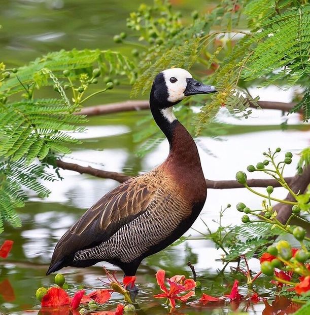  - Un fel de rai pe pământ!