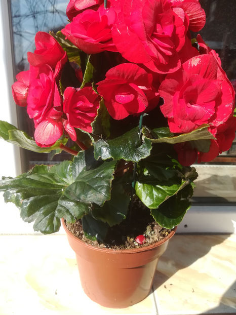 BEGONIA - FLORILE MELE