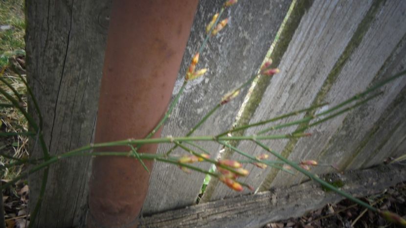 Jasmin nudiflorum - Culori 2020