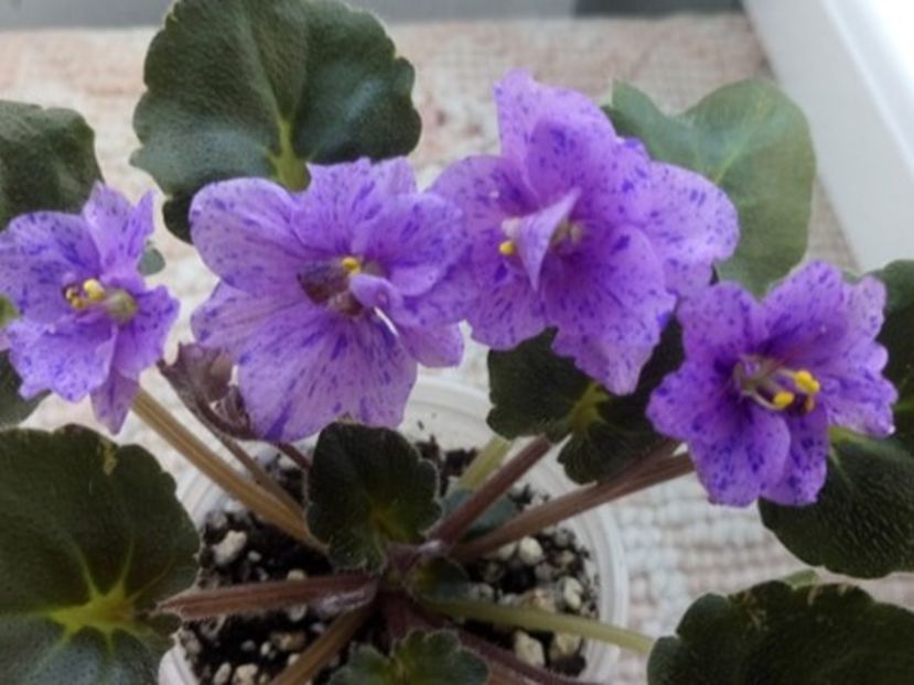 29 feb - Skagit Victory Trails