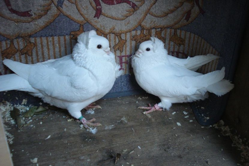 per 17 - perechile 2020