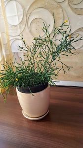  - Rhipsallis salicornioides