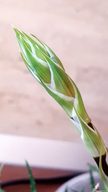  - Haworthia fasciata