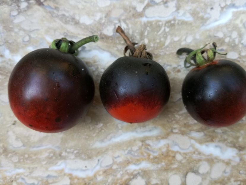 blue osu - Tomate