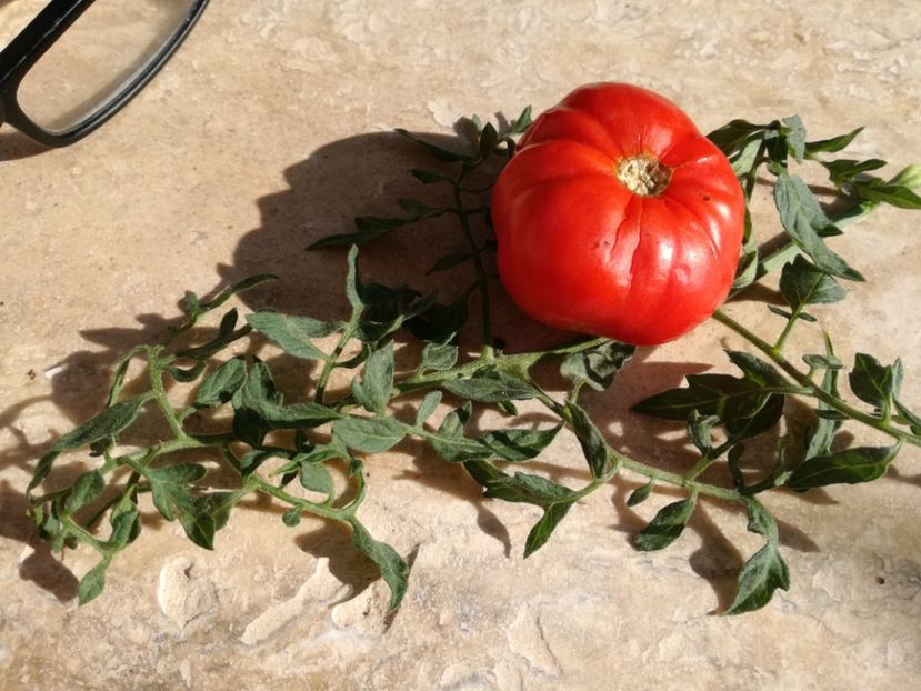  - Tomate
