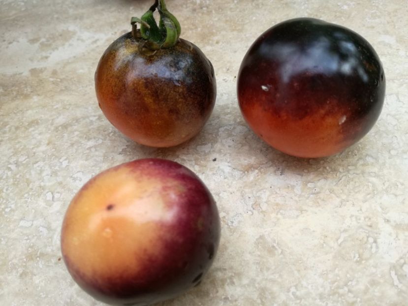  - Tomate